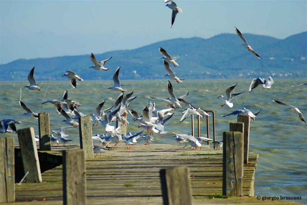 Hotel La Torre Castiglione del Lago Bagian luar foto